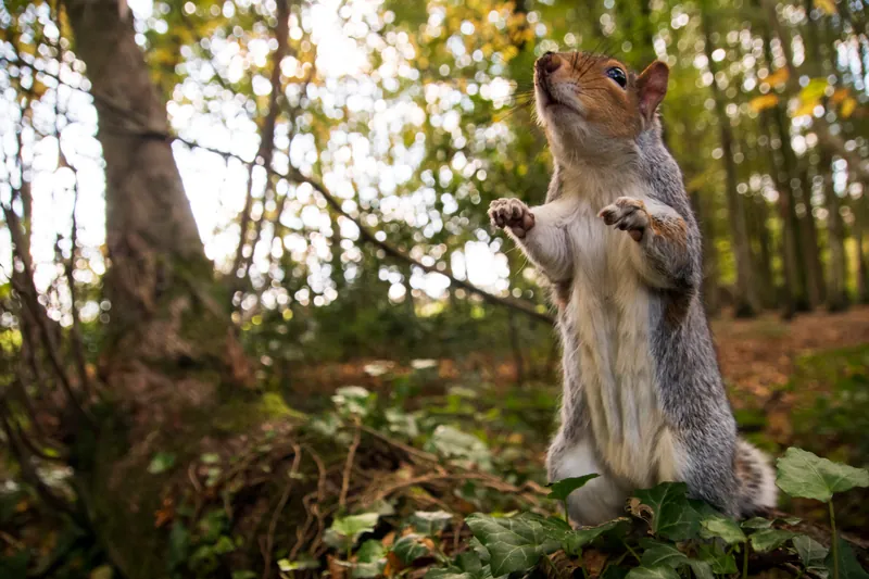 Squirrel II, Tehidy Woods. 2020.